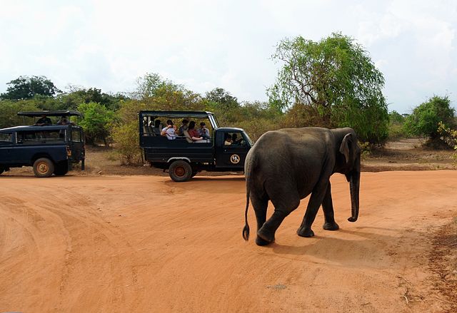 Explorer le parc national de Yala, le parc le plus visité au Sri Lanka
