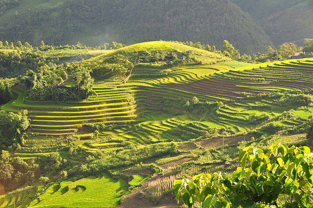 Séjour au Vietnam : visiter ses magnifiques rizières en terrasse